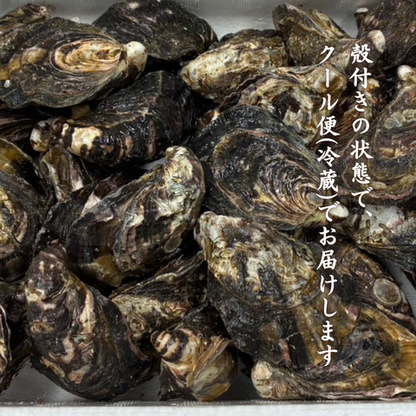 【カキ1GPグランプリ受賞】産地直送 生食OK！兵庫・室津産 播磨灘  キューティーカキー 生食OK