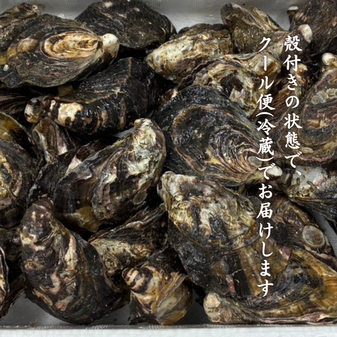 【カキ1GPグランプリ受賞】産地直送 生食OK！兵庫・室津産 播磨灘  キューティーカキー 生食OK