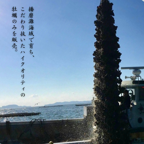 【生食OK】兵庫県産 殻付き冷凍牡蠣 カキ 1kg〜10kg｜急速冷凍で鮮度そのまま